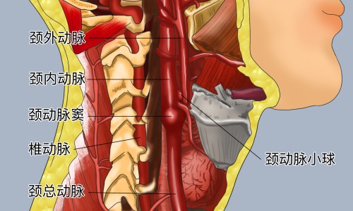 南沙参的功效与作用的功效和作用是-南沙参的功效与作用是什么网 | 南沙参的功效与作用点,南沙参的功效与用途