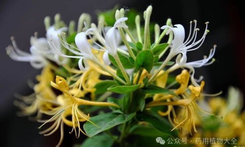 南沙参的功效与作用的功效和作用是-南沙参的功效与作用是什么网 | 南沙参的功效与作用点,南沙参的功效与用途