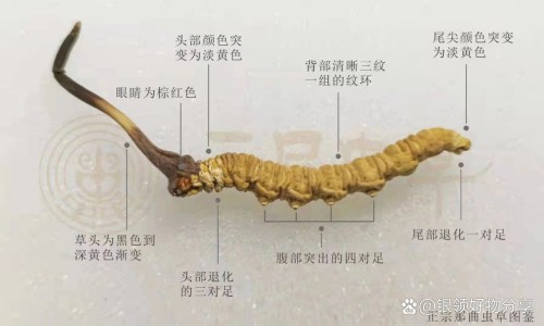 南沙参的功效与作用是什么网 | 南沙参的功效与作用点,南沙参的功效与用途