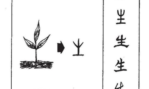 南沙参的功效与作用的功效和作用是-南沙参的功效与作用是什么网 | 南沙参的功效与作用点,南沙参的功效与用途